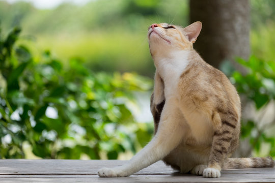 Stray itch cute cat use paw scratch its body on wooden table.