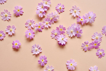 背景素材～サクラソウ～