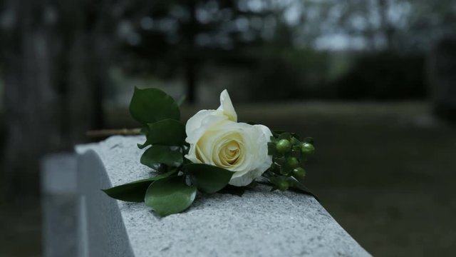 slow motion panning shot of rose on grave stone in cemetary
