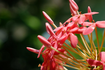 Pink Ixora with bug