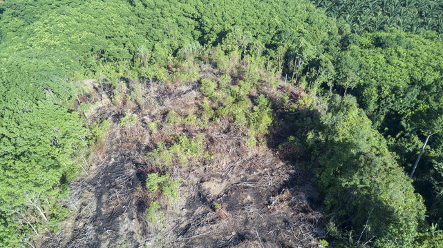 Deforestation. Logging. Aerial drone view of environmental destruction of rainforest