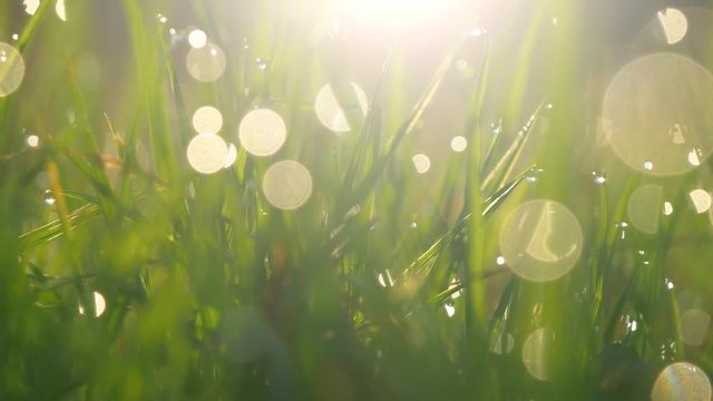Abstract shot of wet green grass with dew drops in morning lights