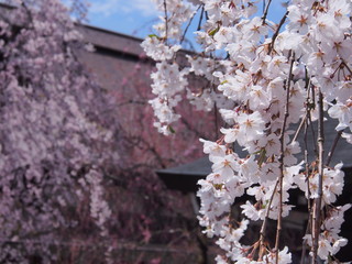 角館　武家屋敷　枝垂れ桜