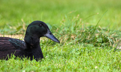 Cayuga Duck