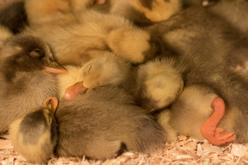 Indian Runner Ducks Sleeping