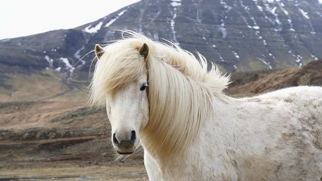 Close up shot of Icelandic horses head shot. Standing with swaying horse's mane in the windy and snowy environment