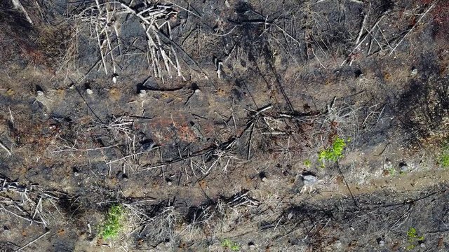 Deforestation. Logging. Aerial drone footage of environmental damage from clearing rainforest for oil palm plantations.