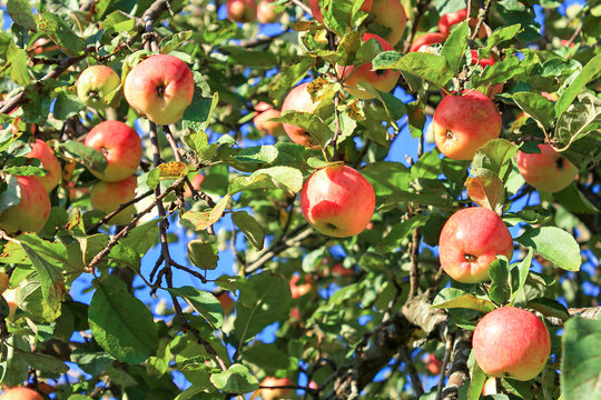 crop of red ripe apples on an apple tree in garden