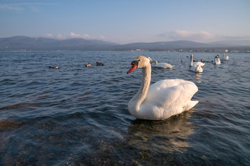 Naklejka na ściany i meble White Swan of Lake Yamanaka at Yamanashi, Japan. Lake Yamanaka is a point of view Mount Fuji is very popular for photographers and tourists, Selective focus