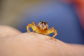 Jumping spider on finger with macro lens
