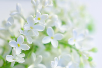 white bloom fragile flower