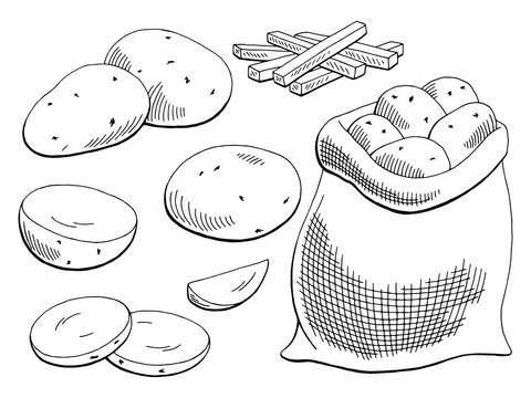 Potatoes vegetable graphic black white isolated sketch illustration vector