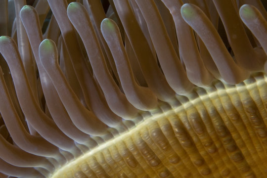 Sea anemone detail