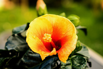 HIBISKUS © thomasriess
