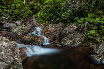 Fototapeta na wymiar Paluma Rainforest