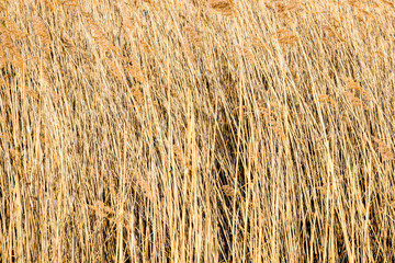 Fototapeta premium beautiful dry grass and bent background
