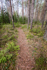 Fototapeta premium scenic and beautiful tourism roud in the forest