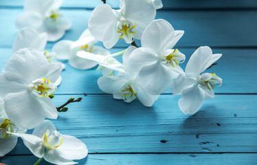 White orchids on a wooden blue background