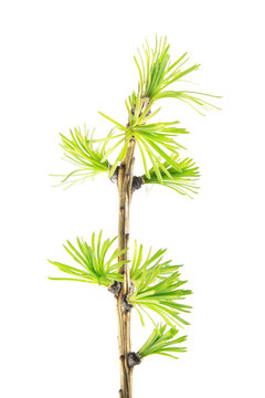 Larch branch with green needles isolated on white background