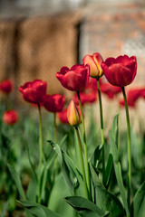 Obraz premium red tulips in the garden