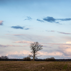 Obraz na płótnie Canvas fields in country under blue sky with white clouds