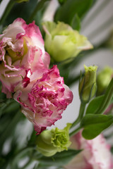 Rose roses