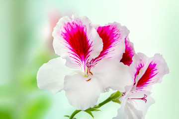beautiful houseplant pelargonium blossomed white-purple flowers