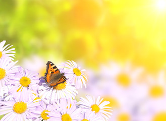 Butterfly on flowers