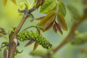 Fototapeta premium Zbliżenie kwiatostan orzecha włoskiego i młode liście na gałęzi wcześnie rano