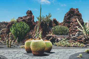 View of cactus garden, jardin de cactus in Guatiza, popular attraction in Lanzarote, Canary islands