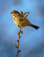 Corn bunting perched