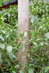 Jasmine tree