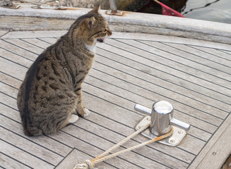 fishing boats and big cat