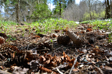 Fototapeta premium Лес.
