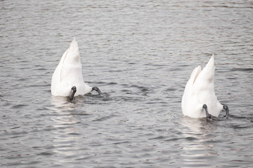 Swans Searching for Food in a Lake