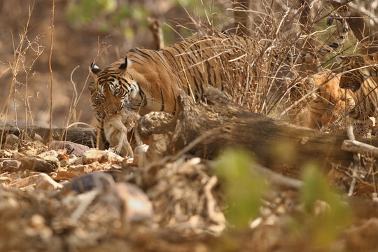 Tiger female and her cub with a dead axis deer/wild animals after hunt in the nature habitat/India