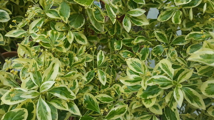 Fresh green and white leaves