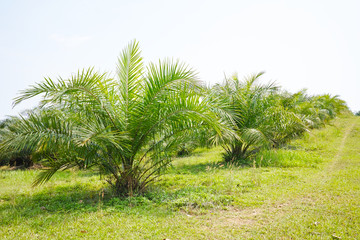 Palm oil tree in farm. Young Plam Oil in fram.