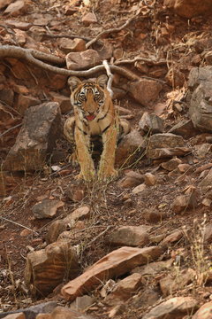 Tiger cub wait for his mother/wild animals in the nature habitat/wild india/tigers love watter play