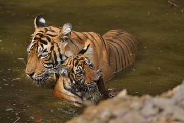 Plakat Tiger female and her cub with playing in the watter/wild animals in the nature habitat/wild india/tigers love watter play