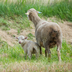 Naklejka na ściany i meble Sheep and lamb, baby sheep and the mother in a field
