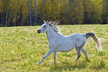 Fototapeta na wymiar Grey Arabian Mare galloping on meadow in late summer