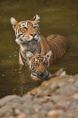 Fototapeta na wymiar Tiger female and her cub with playing in the watter/wild animals in the nature habitat/wild india/tigers love watter play