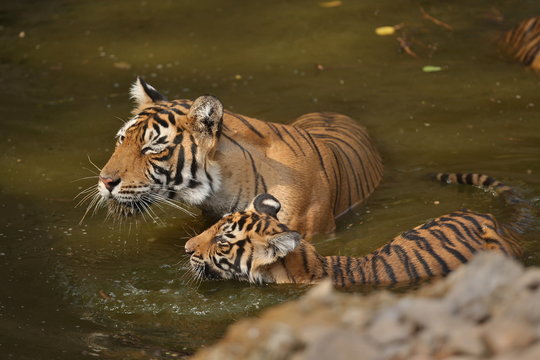 Tiger female and her cub with playing in the watter/wild animals in the nature habitat/wild india/tigers love watter play
