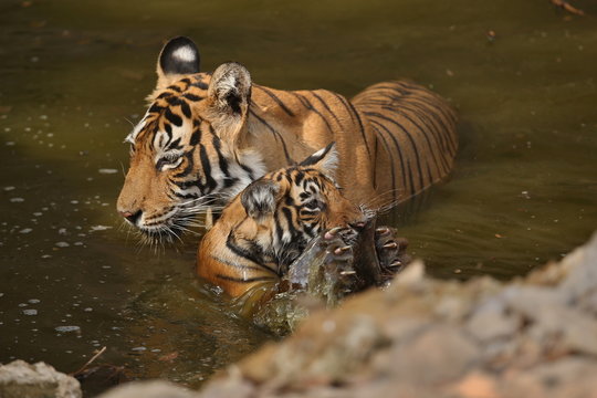Tiger female and her cub with playing in the watter/wild animals in the nature habitat/wild india/tigers love watter play