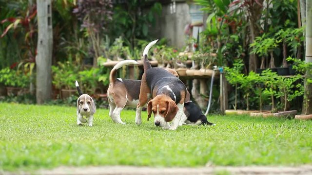 Purebred adult and puppy beagle dog are playing in lawn
