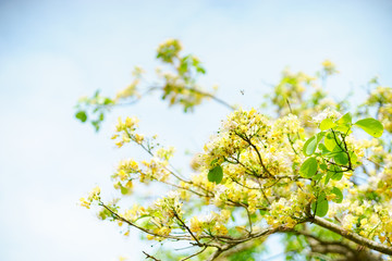 Orange flowers tree in park.