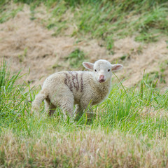 Naklejka na ściany i meble Lamb, baby sheep in a field