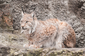 Lynx rufus lieing to light the stones