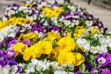 colorful Begonia and primroses flowers in the garden